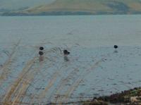 Albums/20060200-New Zealand 2006/20060313-Catlins/38